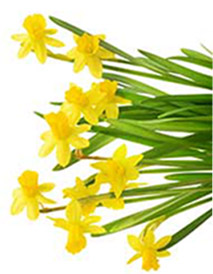 pasquetta fiori